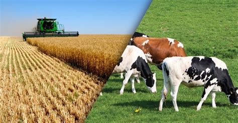 tarım ve hayvancılık yapılan geniş arazi nedir